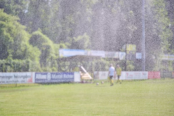 Preview campos_viola_gug_050-50