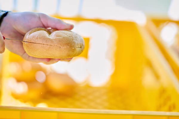 Preview campos_viola_gug_412-412