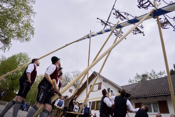 Preview campos_viola_gug_120-120