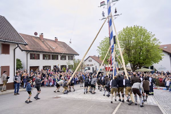 Preview campos_viola_gug_262-262