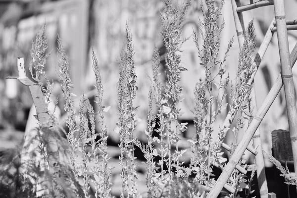 return of the boomletters 013